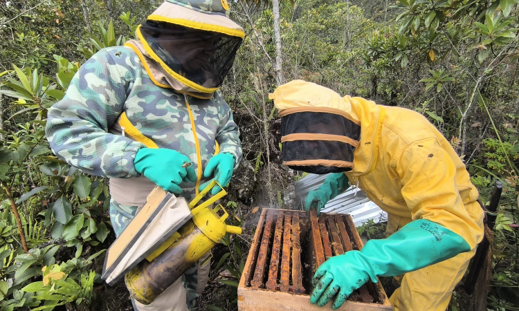 El sabor de las segundas oportunidades florece en Casanare