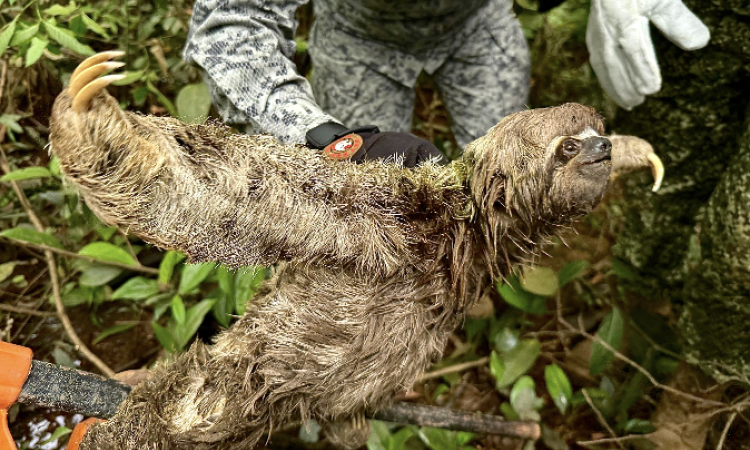 Rescate oportuno a oso perezoso llevado por la corriente del río Caquetá