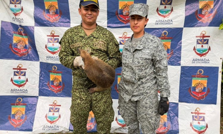 Reubicación asistida de oso hormiguero consolida responsabilidad ambiental regional en el Caquetá