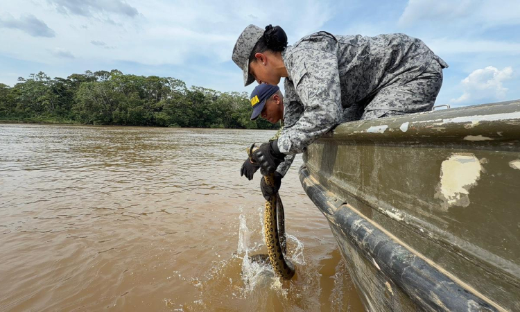 Reubicación de anaconda refuerza compromiso ambiental en el Caquetá