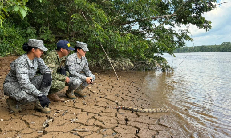 Reubicación de boa constrictor reafirma compromiso ambiental interinstitucional en el Caquetá 