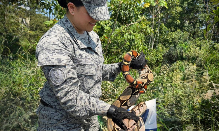 Acción conjunta facilita el control y reubicación de serpiente en el Caquetá