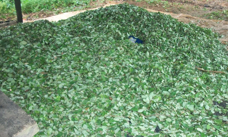 Laboratorio para procesamiento de coca fue destruido en Cumaribo, Vichada.