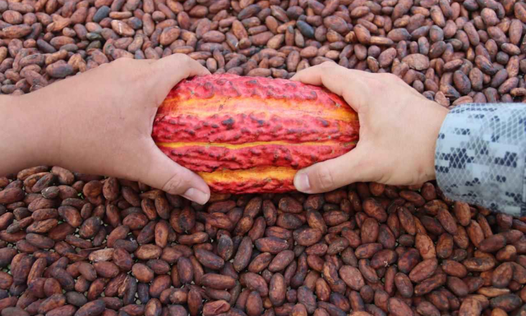 Capacitación técnica fortalece la cadena cacaotera amazónica en el suroriente del país