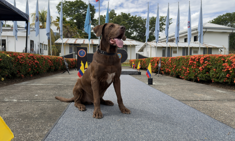 Tres caninos militares culminaron su servicio activo en el Comando Aéreo de Combate No. 4