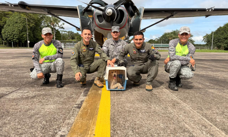 Poder aéreo rescata perrito en condiciones críticas en el Amazonas 
