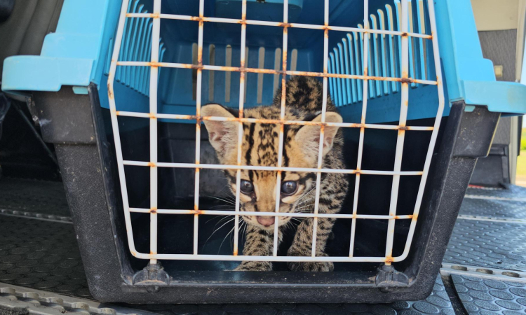 Un vuelo por la vida de un tigrillo silvestre