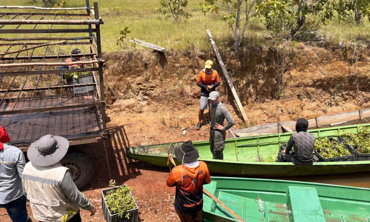 Compensación ambiental fortalece ecosistemas del Vichada con la siembra de 3.000 arboles
