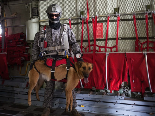 Rouss la estrella canina del paracaidismo en F-AIR COLOMBIA 2015