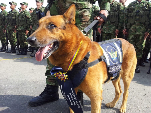 Patrullaje canino en Madrid, Cundinamarca 