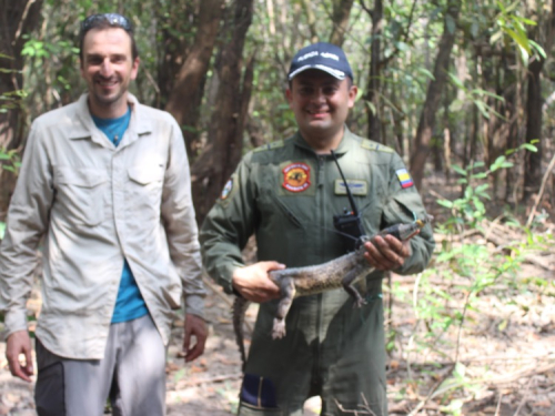 El Grupo Aéreo del Oriente participó en la liberación de 21 caimanes en el Parque Nacional el Tuparro