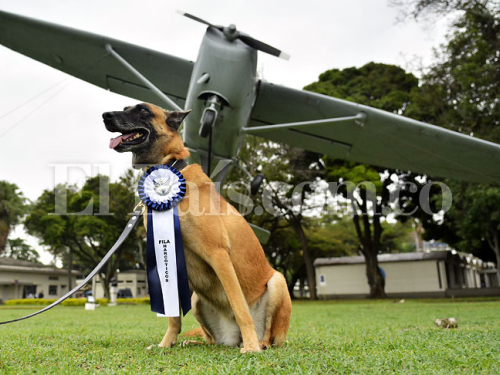 ‘Fila’, la perra antinarcóticos que se retiró de la Fuerza Aérea con honores