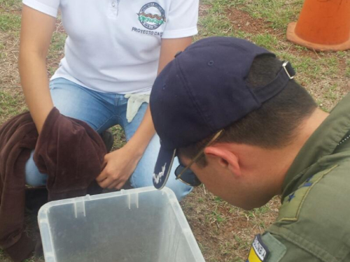 Fuerza Aérea Colombiana lidera proceso de liberación de más de 440 tortugas matata