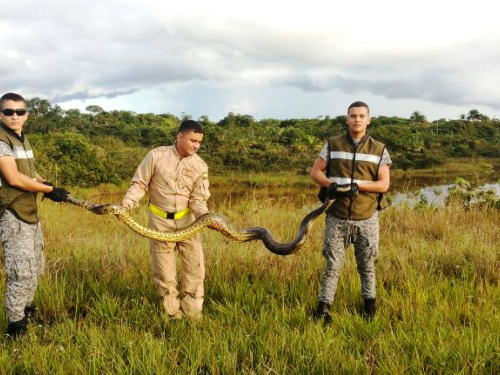 Serpiente es recuperada y liberada por la Fuerza Aérea en el Caquetá