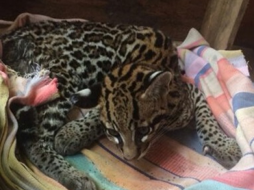 Fuerza Aérea y Cormacarena rescatan una ocelote en el Meta