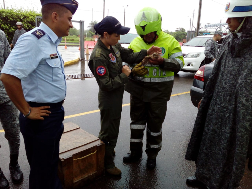 Fuerza Aérea entrega búho lastimado a Policía Ambiental en Yopal