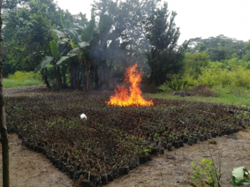 Fuerza Pública neutraliza semillero con 45.600 matas de coca del Gao-r-E-48 en el Putumayo 