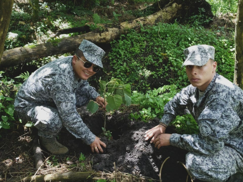 Entidades se unen para reforestar en el oriente antioqueño