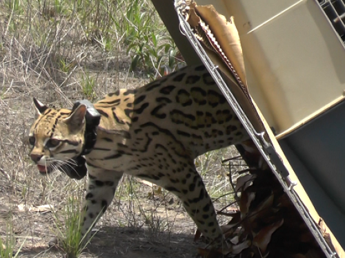 Ocelote recuperado por autoridades ambientales volvió a su hábitat natural en el Vichada con apoyo de la Fuerza Aérea