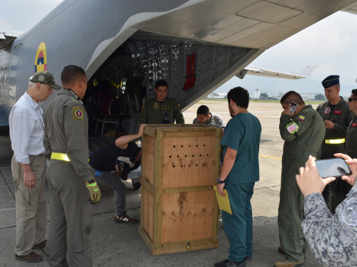 Fuerza Aérea Colombiana traslada aves en peligro de extinción a la Fundacion Zoológico de Cali.