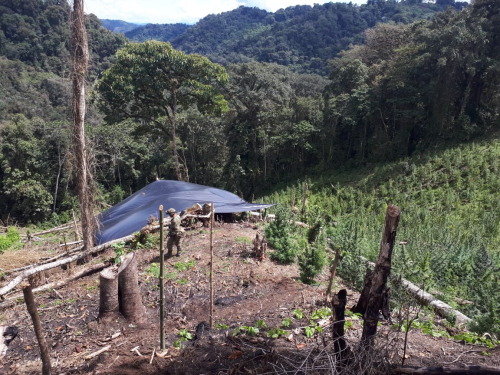 Cuatro hectáreas de cultivos ilícitos, fueron erradicados por el Ejército con apoyo de la Fuerza Aérea Colombiana.