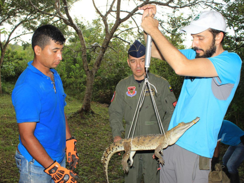 Caimanes llaneros serán liberados en el Parque Nacional el Tuparro por la Fuerza Aérea