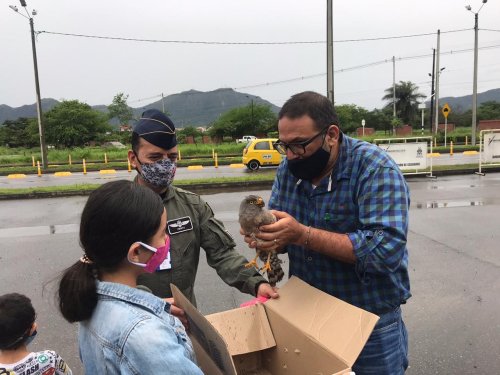 RESCATE HALCÓN