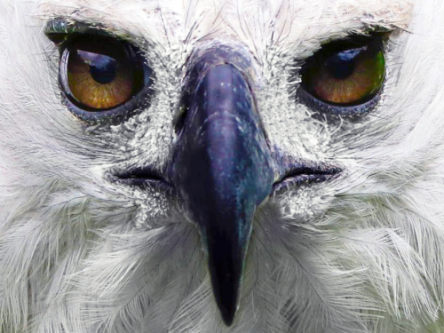 Águila Arpía de las selvas colombianas, una especie para proteger y admirar