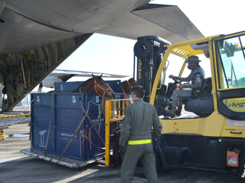 En apoyo a la Fuerza Pública, su Fuerza Aérea Colombiana realizó el transporte de semovientes equinos al Amazonas