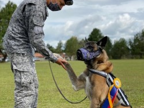 Con honores fue despedido Otto, un canino antiexplosivos 