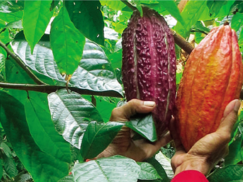 De la coca al cacao, un proyecto de alto vuelo