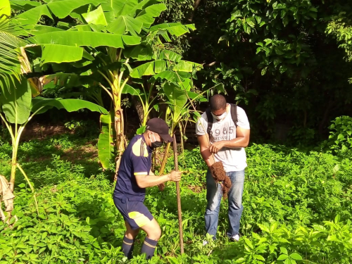Continúa campaña de reforestación en la Isla de San Andrés