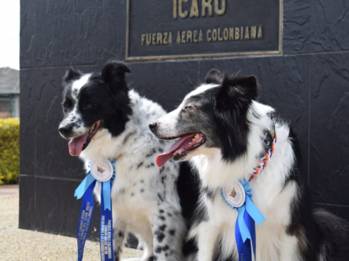 Athena y Brisa dos caninos que dejan huella en la Insitución