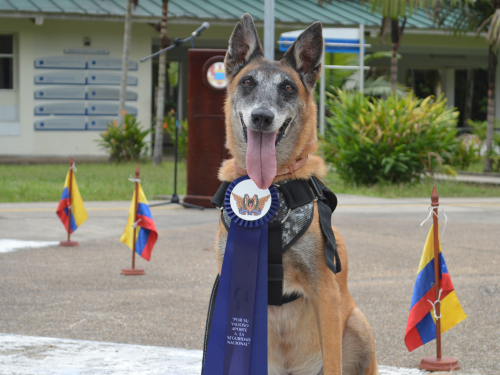 Tras once años de servicio a la Nación, canino antiexplosivo fue despedida con honores por su Fuerza Aérea