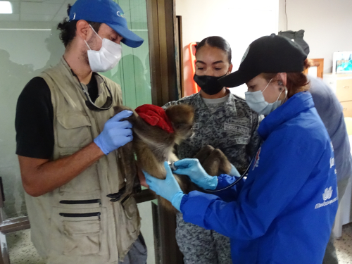 Primate en peligro de extinción fue transportado por su Fuerza Aérea desde Providencia