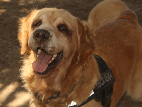 ‘Tita’ una guerrera de cuatro patas al servicio del Caribe