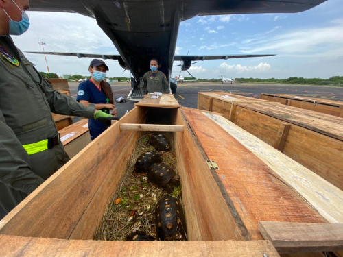 Más de 100 animales  en vía de extinción fueron transportados por su Fuerza Aérea Colombiana