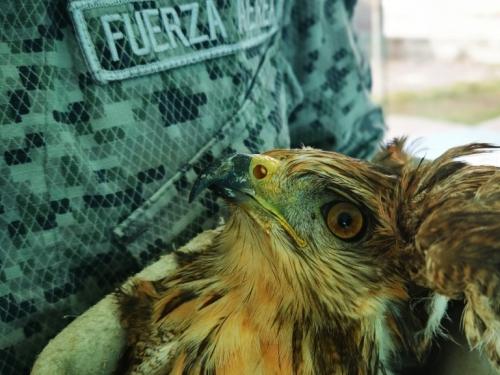 Halcón es rescatado por su Fuerza Aérea Colombiana