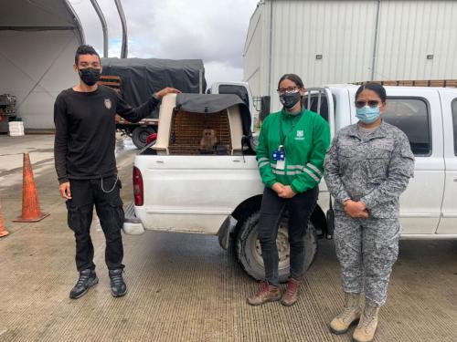 Mono Capuchino fue transportado en la aeronave C-40 hacia la ciudad de Bogotá