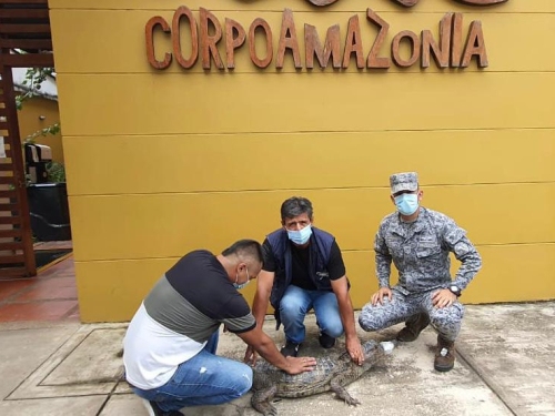 Caimán negro fue rescatado  por personal militar de su Fuerza Aérea en el Amazonas