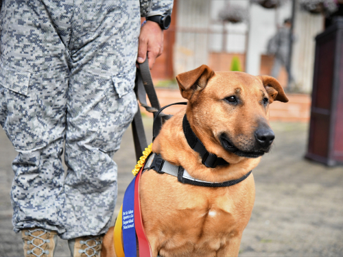 Con honores fue despedido “Mono”, un canino militar que sirvió nueve años a la patria 