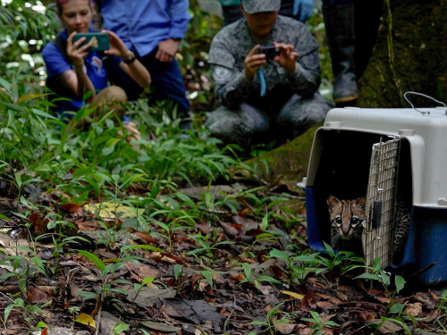 Para liberar tigrillo en su habitad natural, fue necesario transportarlo en un Uh- 60 de su Fuerza Aérea Colombiana 
