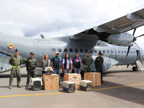 Animales silvestres víctimas de tráfico de fauna fueron transportados por su Fuerza Aérea 