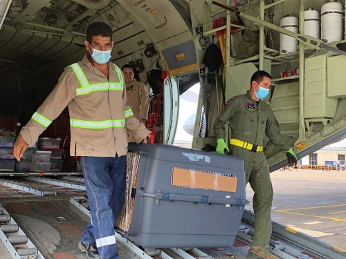 Animales silvestres víctimas de tráfico de fauna fueron transportadas por su Fuerza Aérea