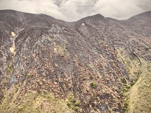 Extinguido incendio forestal en Palermo, Huila