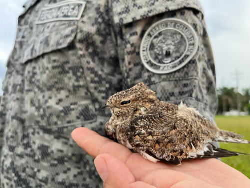 Ave neotropical fue trasladada hasta Florencia, Caquetá con el  apoyo de su Fuera Aérea Colombiana