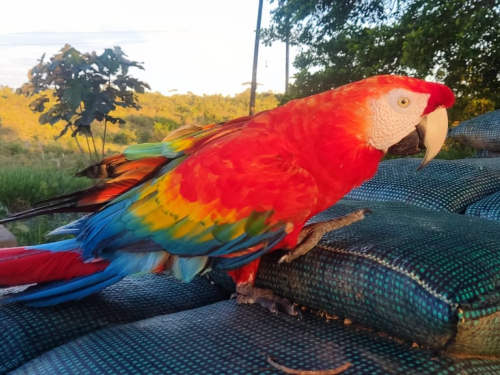 Preservar la fauna del país, una prioridad de su Fuerza Aérea Colombiana 