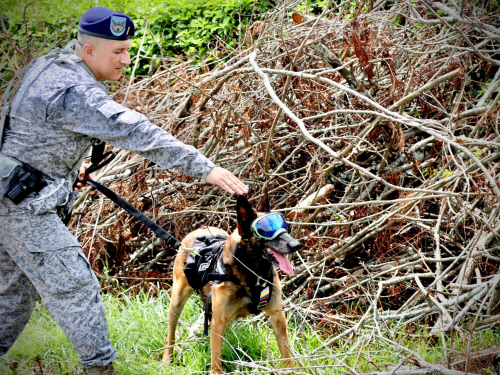 Caninos militares entrenados para salvar vidas