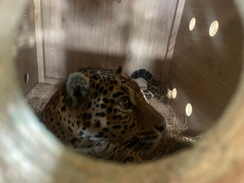 Tres especies rehabilitadas en hogar de paso son transportadas a Pereira por la Fuerza Aérea 