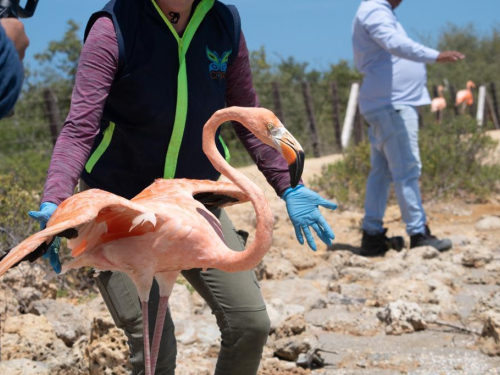 18 flamencos regresan a la libertad en la Guajira con el apoyo de la Fuerza Aeroespacial Colombiana 